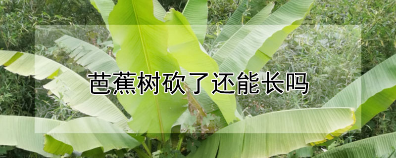 芭蕉树砍了还能长吗（芭蕉树长了芭蕉之后是不是要砍掉）