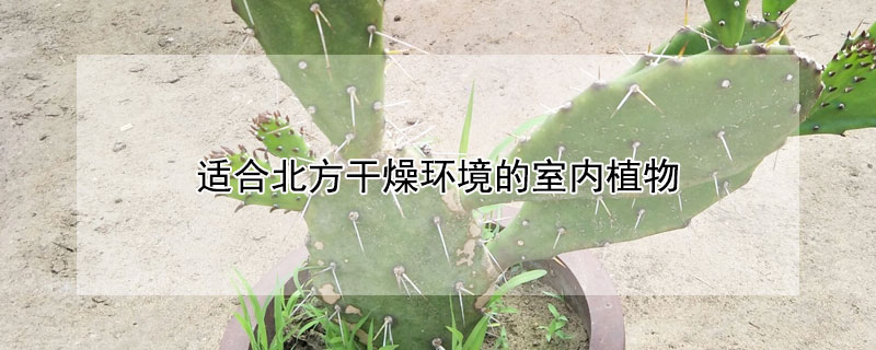 适合北方干燥环境的室内植物 适合北方干燥环境的室内植物盆栽