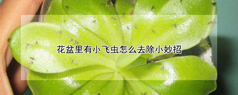 花盆里有小飞虫怎么去除小妙招（花盆里有小飞虫怎么去除小妙招大蒜可以做花肥吗）