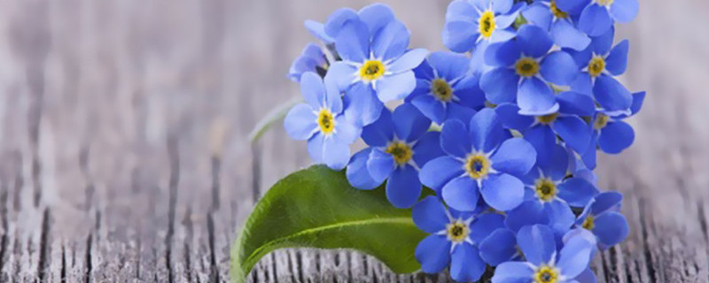 薰衣草是勿忘我吗（薰衣草与勿忘我）