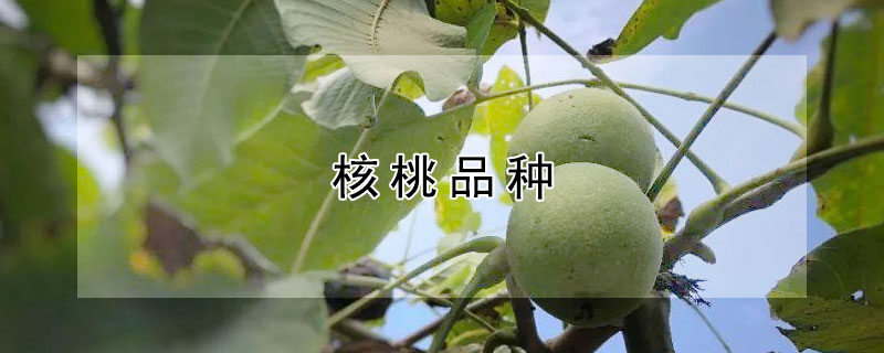 核桃品种（核桃品种大全介绍）
