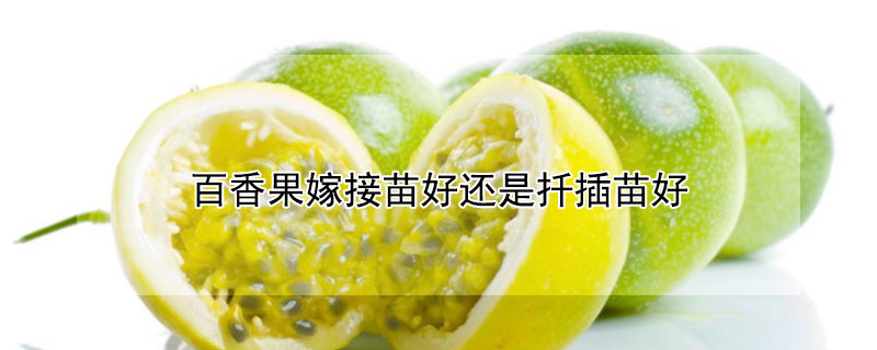 百香果嫁接苗好还是扦插苗好（百香果苗嫁接的好还是扦插的好）