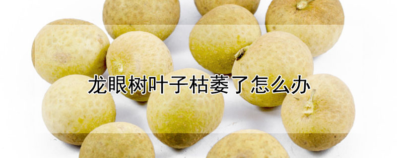 龙眼树叶子枯萎了怎么办（龙眼树枯叶是什么原因）