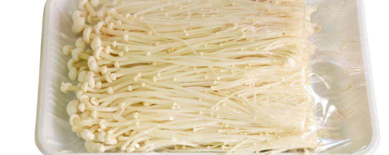 家里怎么种金针菇（怎样在家种金针菇）