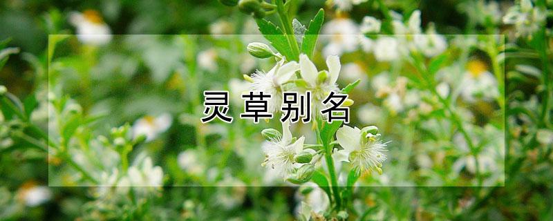 灵草别名 灵草别名叫什么名字