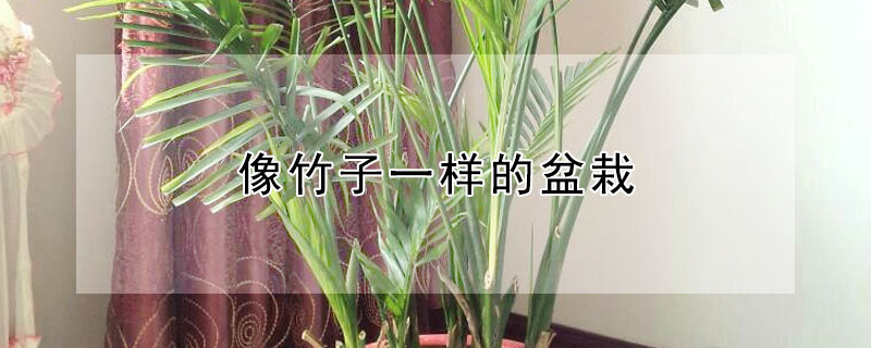 像竹子一样的盆栽（像竹子一样的盆栽植物叫什么）