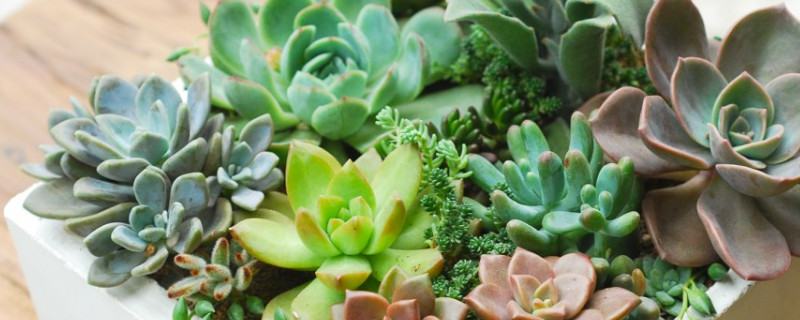 多肉秋天如何繁殖（多肉秋天如何繁殖视频）