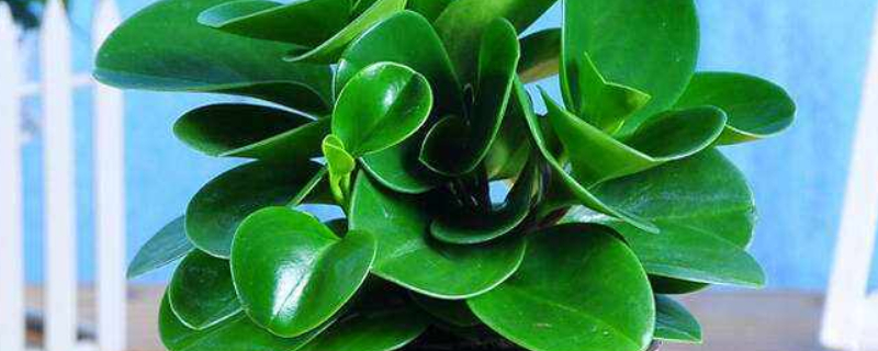 办公室放什么植物好（适合办公室摆放的绿植）