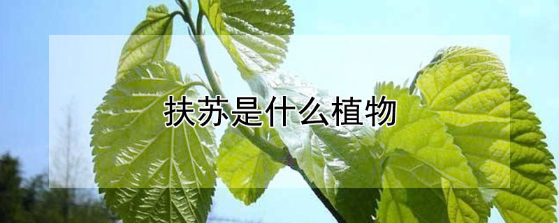 扶苏是什么植物 扶苏是一种什么花