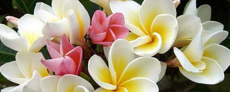 鸡蛋花烂根了怎么办 鸡蛋花烂根了怎么办图片