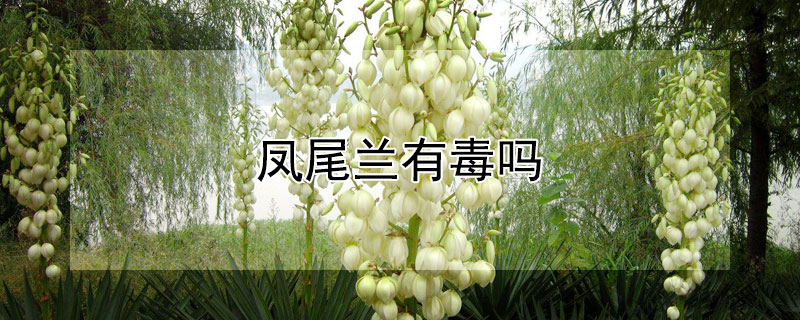 凤尾兰有毒吗（凤尾兰有毒吗能吃吗）