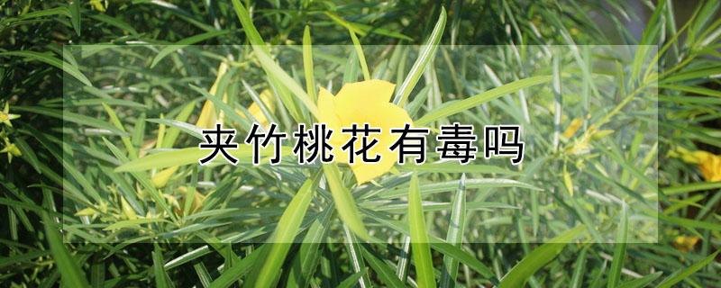 夹竹桃花有毒吗 夹竹桃花有什么毒