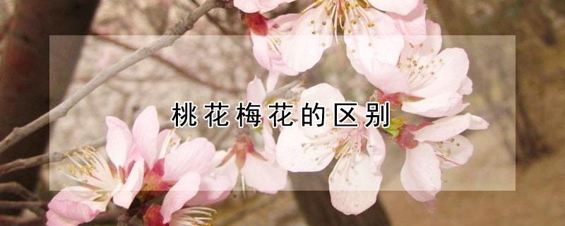 桃花梅花的区别 梅花与桃花的区别