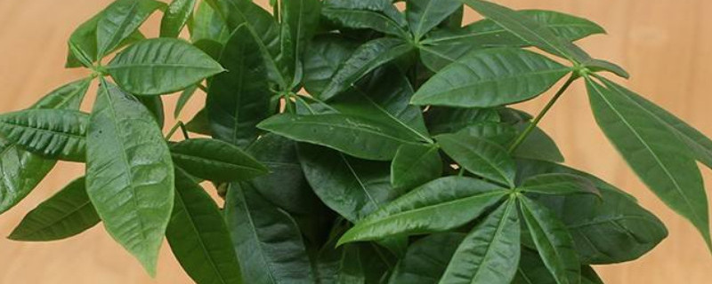 金钱树和发财树哪个好养（金钱树跟发财树哪个好养）