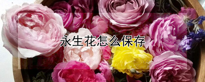 永生花怎么保存（永生花怎么保存不发霉）