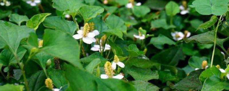鱼腥草有毒吗（鱼腥草有毒吗丁香医生）