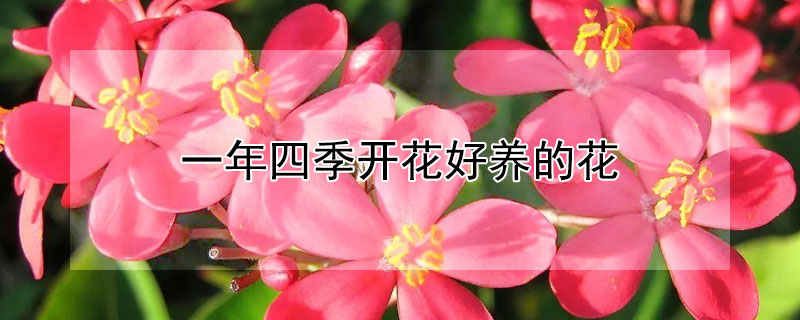 一年四季开花好养的花 一年四季开花好养的花盆栽