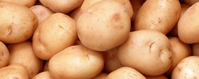 土豆种植时间和方法（大棚土豆种植时间和方法）