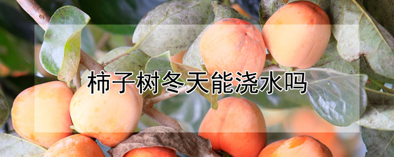 柿子树冬天能浇水吗（刚栽的柿子树要经常浇水吗）