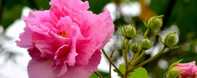 秋天常见的花（秋天常见的花的图片）