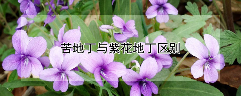 苦地丁与紫花地丁区别 地丁指的是紫花地丁还是苦地丁