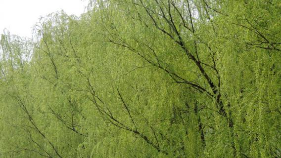 什么植物靠风传播种子（哪些植物靠风传播种子）