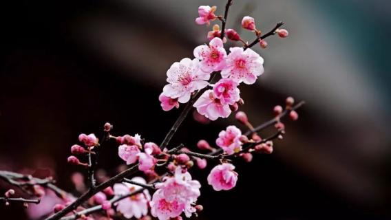 中国十大名花 中国十大名花图片