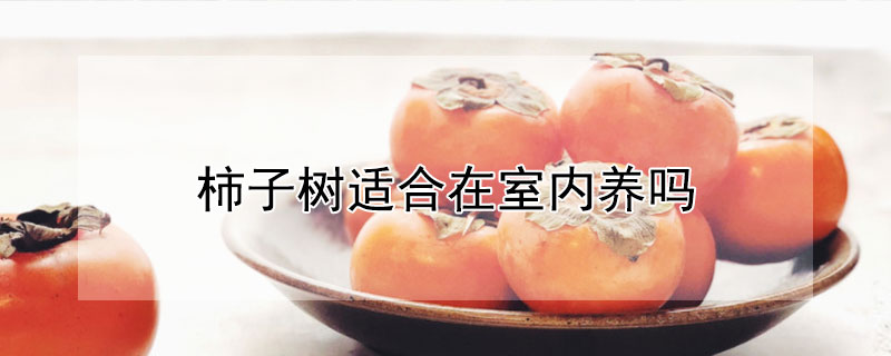 柿子树适合在室内养吗 柿子树适合在室内养吗视频
