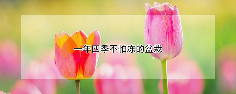 一年四季不怕冻的盆栽 四季常青不怕冻的盆栽