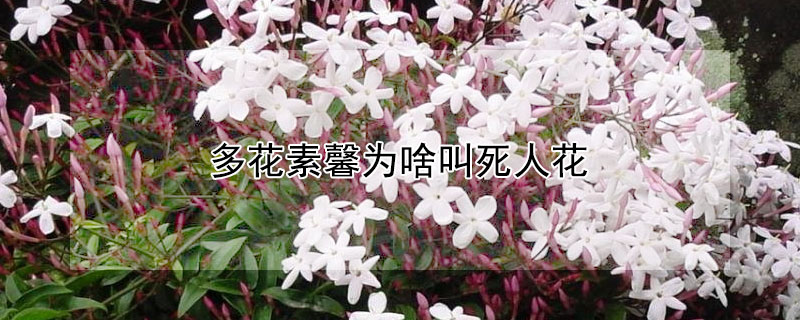 多花素馨为啥叫死人花（什么花叫死人花）