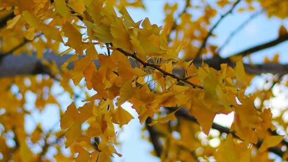 银杏有哪些品种（银杏有哪些品种）