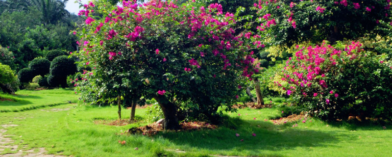 冬天室外植物怎么防冻（冬天室外植物防冻怎么处理）