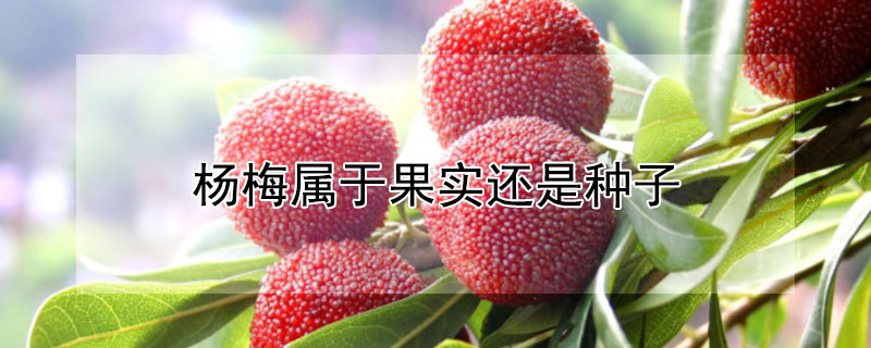 杨梅属于果实还是种子 杨梅属于果实还是种子类
