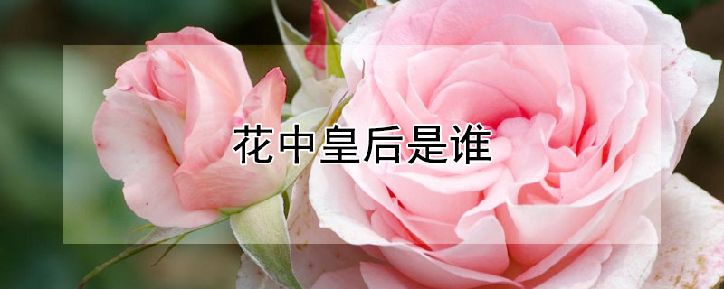花中皇后是谁（花中皇后是谁是指什么花）