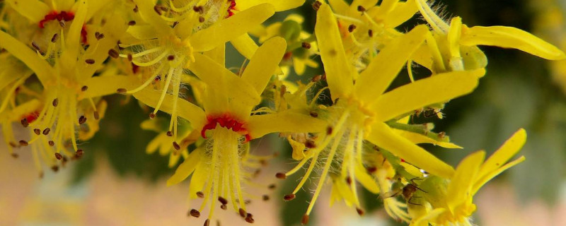 复羽叶栾树果实能吃吗 复羽叶栾树的果实是蒴果