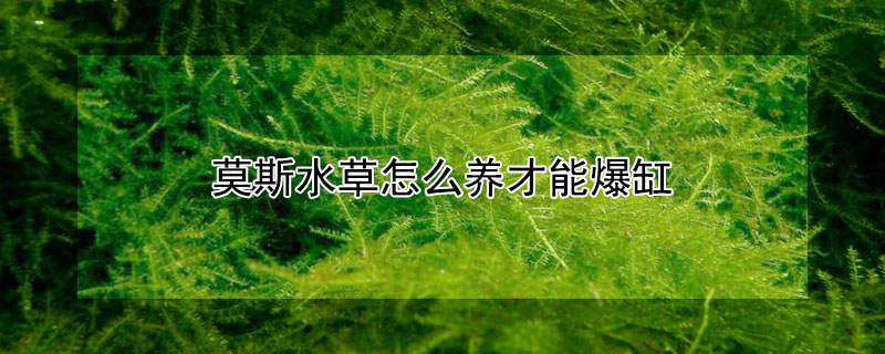 莫斯水草怎么养才能爆缸 莫斯草多久爆缸