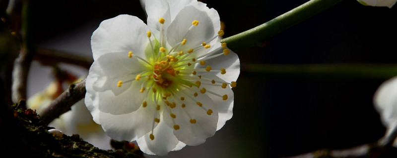 绿萼梅与腊梅花的区别 绿萼梅与腊梅花的区别与功效