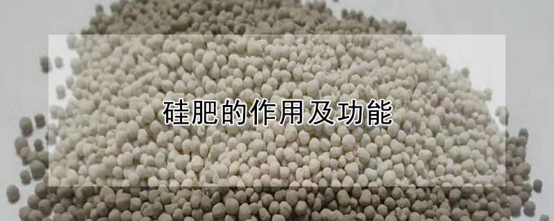 硅肥的作用及功能 硅肥的作用及功能硅肥可以拌水稻育苗床土吗