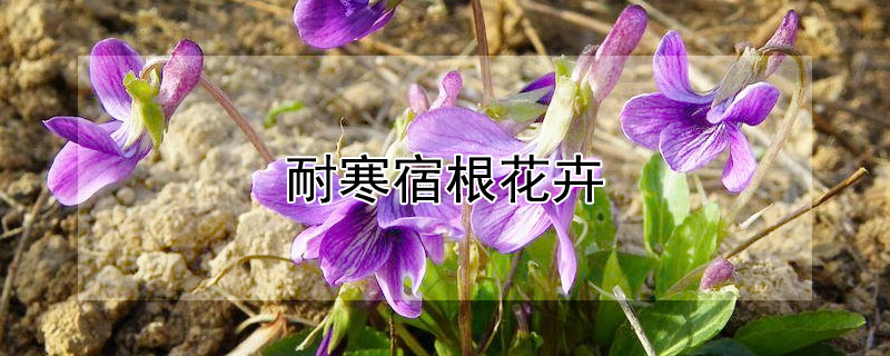 耐寒宿根花卉 耐寒宿根花卉图片大全