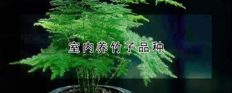 室内养竹子品种（室内养竹子品种有哪些）