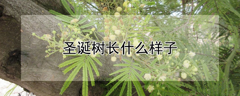 圣诞树长什么样子（真正的圣诞树长什么样子）