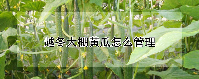 越冬大棚黄瓜怎么管理（越冬大棚黄瓜怎么管理好）