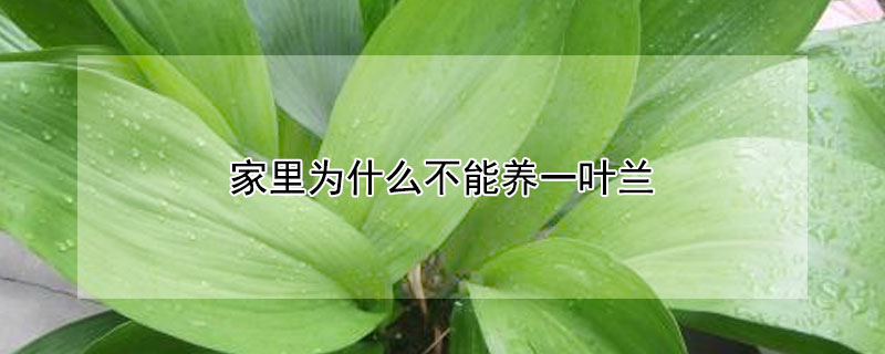 家里为什么不能养一叶兰 家里能养一叶兰吗