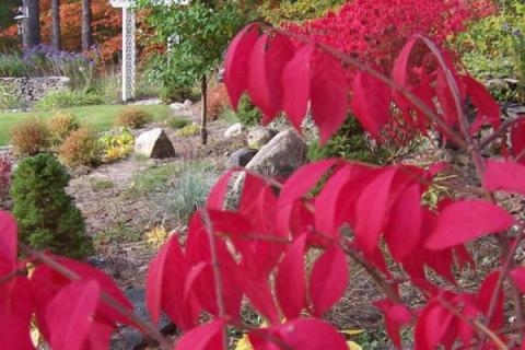 秋色叶树种有哪些