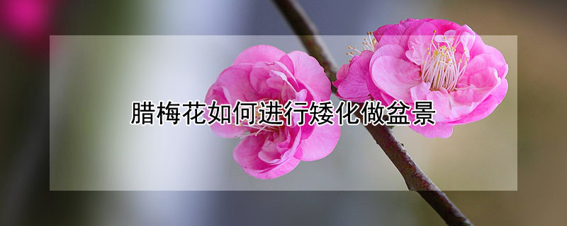 腊梅花如何进行矮化做盆景 梅花盆景矮化方法