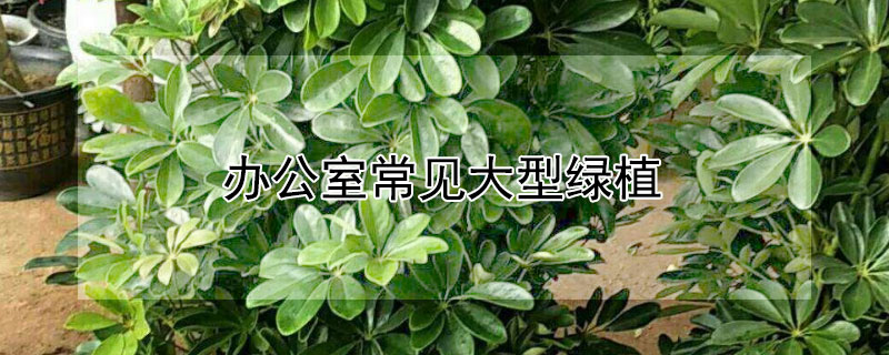 办公室常见大型绿植（办公室常见大型绿植图片）