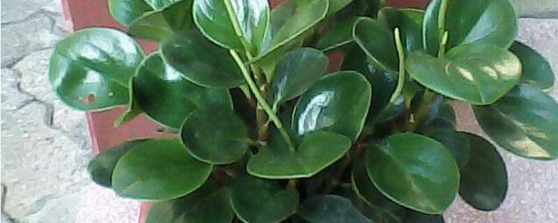 碧玉长虫子了怎么办（碧玉会长虫吗）