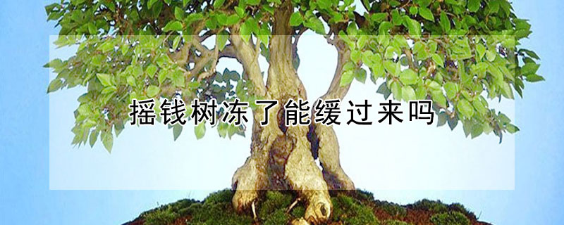 摇钱树冻了能缓过来吗（摇钱树怕不怕冻）