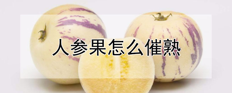 人参果怎么催熟（不熟的人参果怎么催熟）