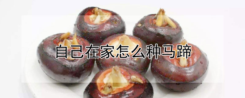 自己在家怎么种马蹄 自己在家怎么种马蹄草